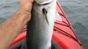 Being towed in a kyak by 10 LB bluefish is fun!
31