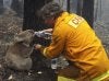 aussie+fire+koala+bear+.jpg