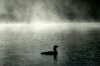 loon-mist-edit-small.jpg