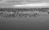 raftofcans-bw.jpg