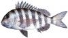 sheepshead.jpg