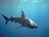 shark.jpg