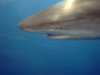 Hawaii 09 013.jpg