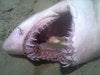 shark on shore.jpg