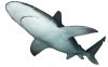 sandbar_shark.jpg