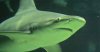 sandbarshark2.jpg