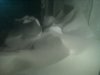 SNOWW.jpg