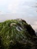 Ocean Moss.jpg