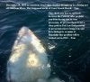 Great White.jpg