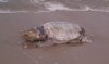 turtle2.jpg