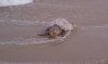 turtle.jpg