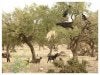 goats 009.jpg