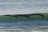 £££-Crocodile-at-Cable-Beach.jpg