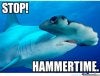 hammerhead-shark_o_210630.jpg