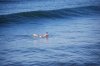 DSC_0170.jpg