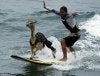 surfing_with_lama_01.jpg