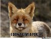 serious-fox-is-serious_o_670749.jpg
