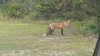 fox with mouse 014.jpg
