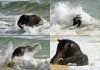 elephant-playing-happy-in-the-water-ocean.jpg
