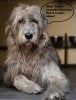 Irish-wolfhound.jpg