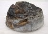 ambergris_1b.jpg