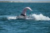 whale cock.jpg