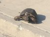 turtle2.jpg