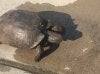 turtle3.jpg