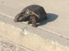 turtle4.jpg