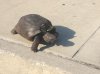 turtle5.jpg
