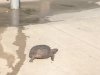 turtle6.jpg