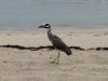 Heron.jpg