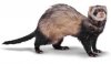 catsnake.jpe