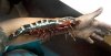 Texas-Tiger-Shrimp.jpg
