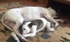 Dog Day.jpg
