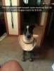 budget_anti-scratch_cone_for_your_dog.jpg