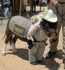 sheriff.jpg