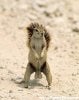 Squirrel.jpg