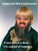 shroomm.jpg