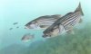 striped_bass.jpg