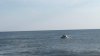 Whale 1.jpg