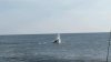 Whale 2.jpg