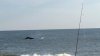 Whale 4.jpg