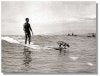 surf-dog.jpg