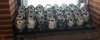 greencans.jpg