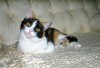 Calico.jpg