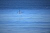 Prehistoric Critter 2014 007 2.jpg