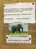f_knelephant.jpg