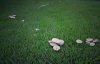122 Fairy Ring.jpg