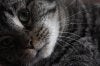 1Wherekitty Whiskers.jpg